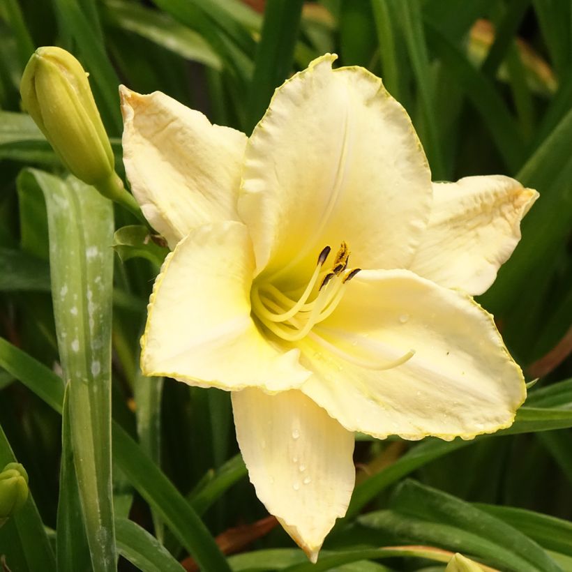 Hemerocallis Arctic Snow (Floración)