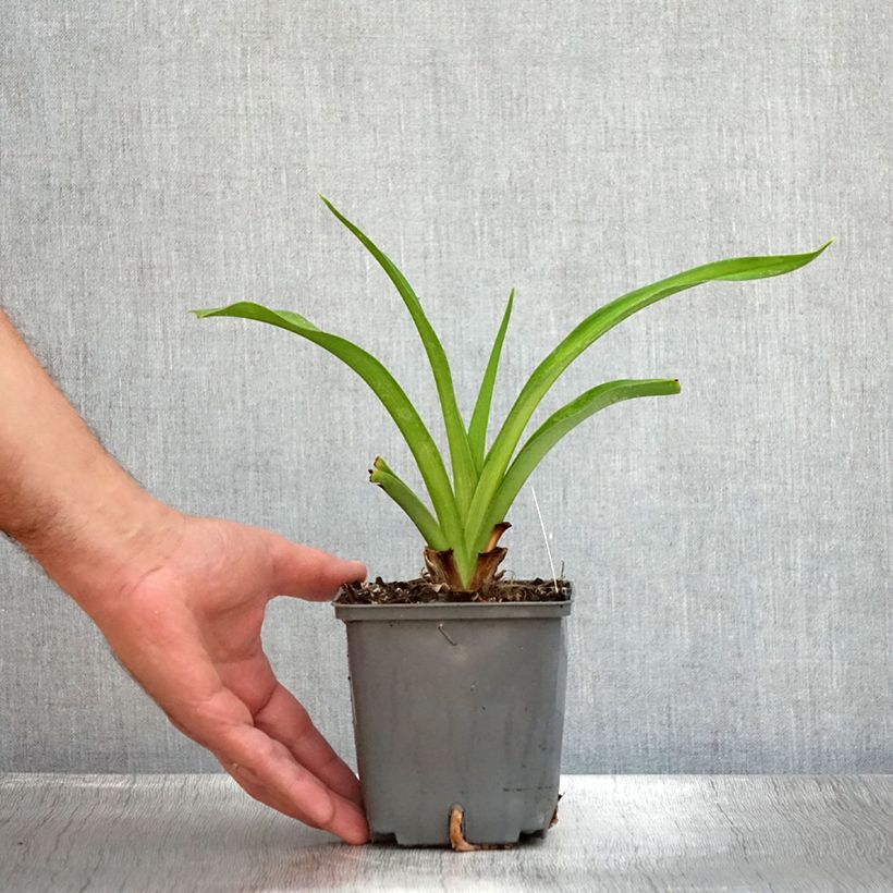 Ejemplar de Hemerocallis Baracuda Bay Maceta 1L/1,5L entregado en verano
