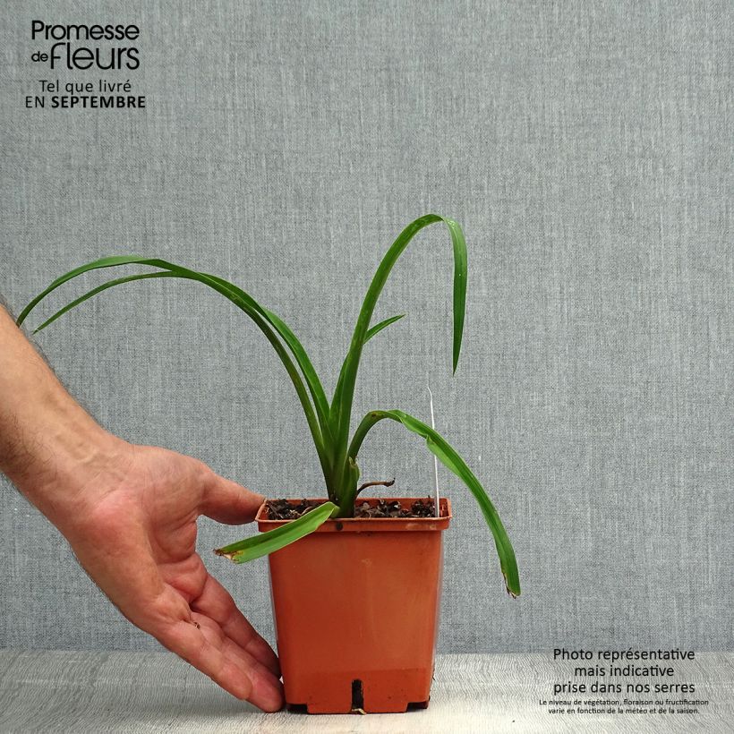 Ejemplar de Hemerocallis Barbara Mitchell Maceta 1L/1,5L entregado en otoño