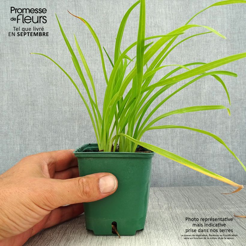 Ejemplar de Hemerocallis Bonanza Maceta de 8/9 cm entregado en verano