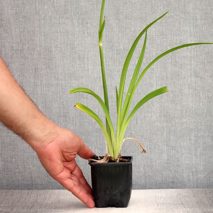 Ejemplar de Hemerocallis By Myself Maceta de 8/9 cm entregado en verano