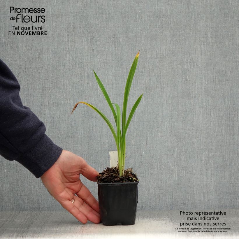 Ejemplar de Hemerocallis Canadian Border Patrol Maceta de 8/9 cm entregado en otoño