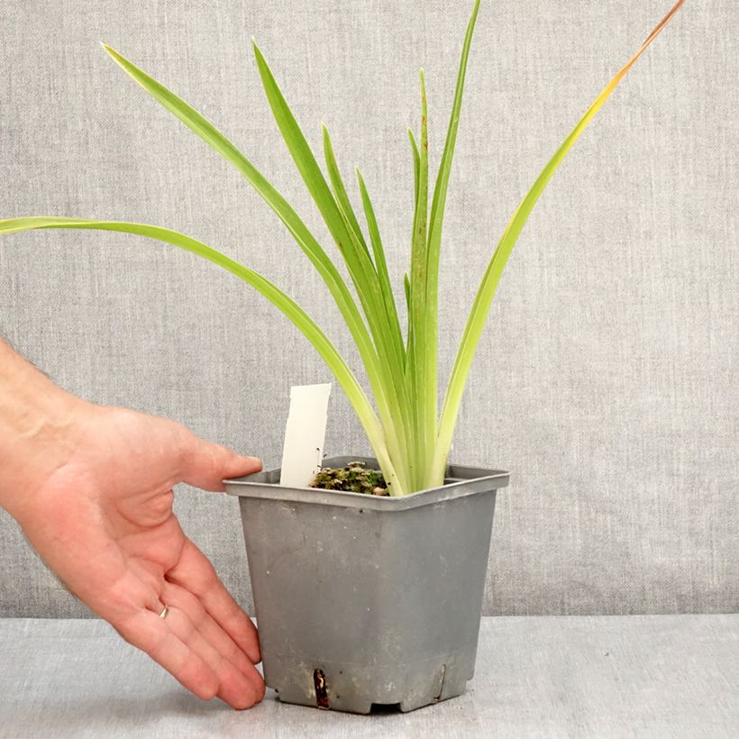 Ejemplar de Hemerocallis Cape Breton Maceta 1L/1,5L entregado en verano