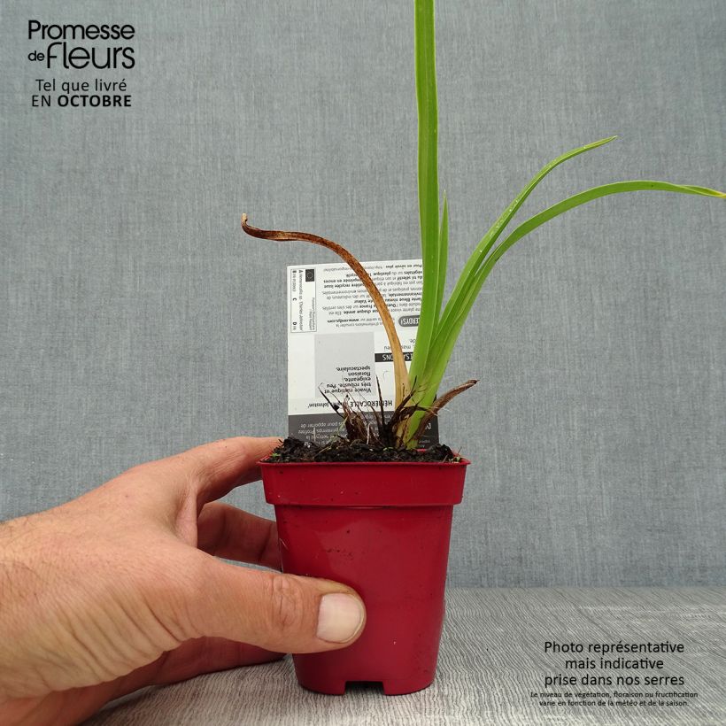 Ejemplar de Hemerocallis Charles Johnson Maceta de 8/9 cm entregado en otoño