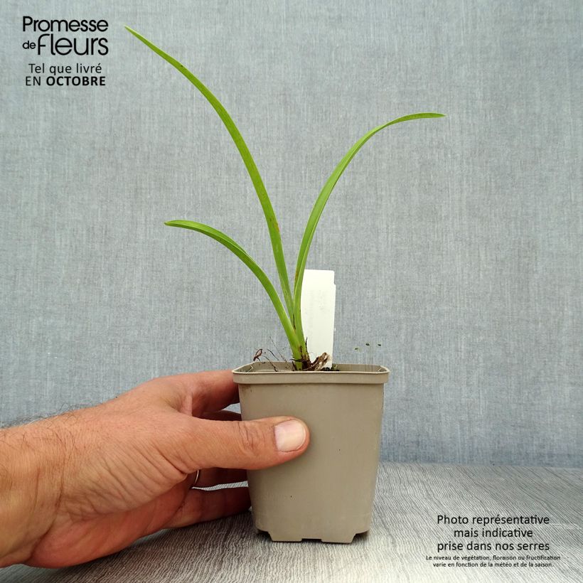 Ejemplar de Hemerocallis Chicago Knobby Maceta de 8/9 cm entregado en otoño