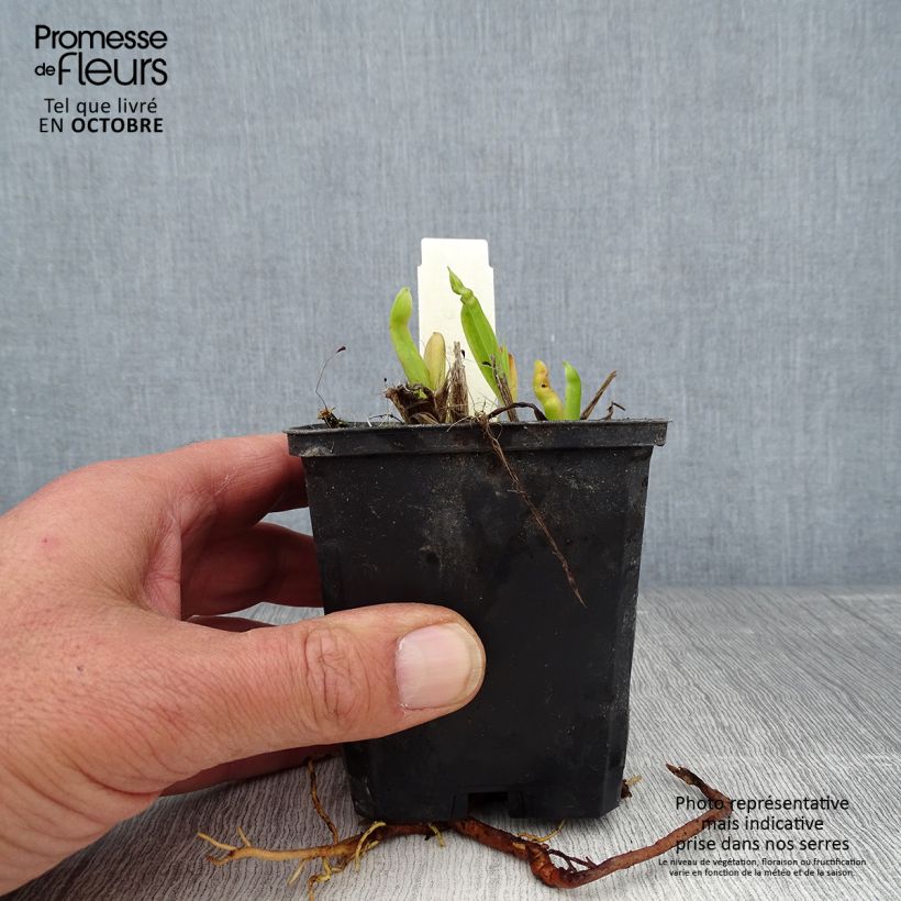 Ejemplar de Hemerocallis Chicago Sunrise Maceta de 8/9 cm entregado en otoño