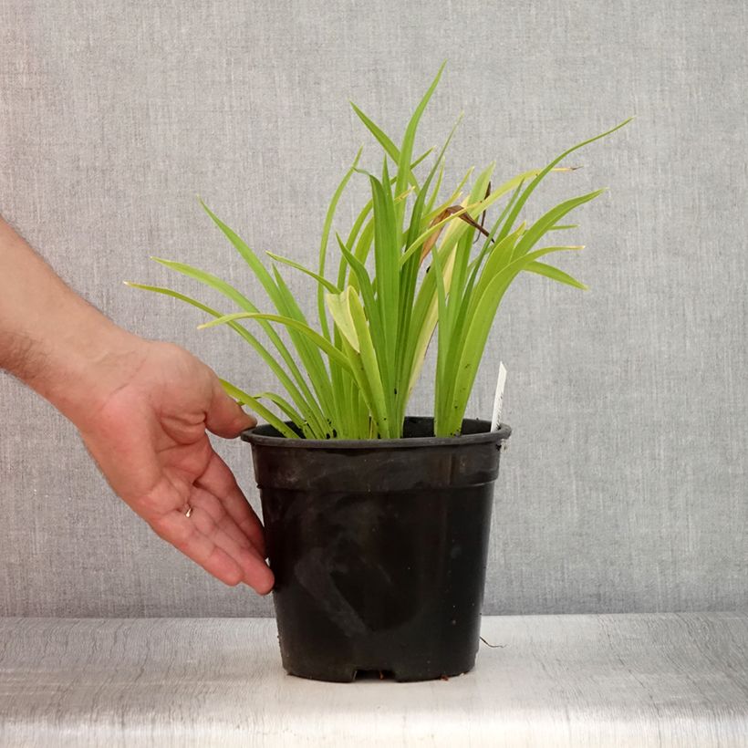Ejemplar de Hemerocallis Chicago Sunrise Maceta 2L/3L entregado en verano
