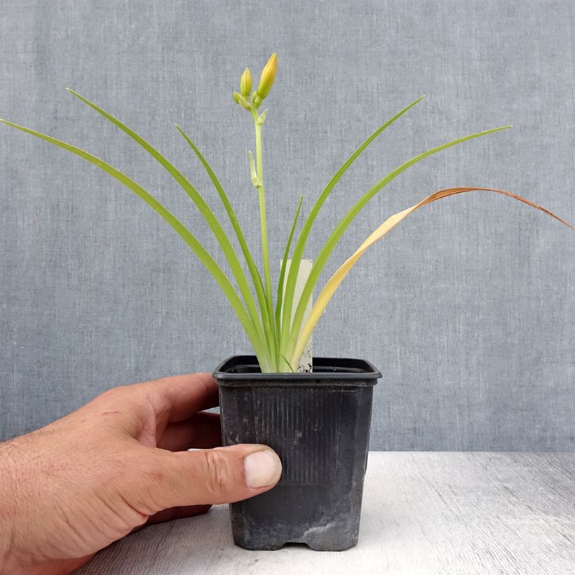 Ejemplar de Hemerocallis Children s Festival Maceta de 8/9 cm entregado en verano