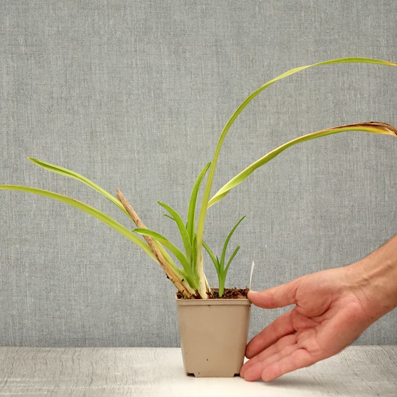 Ejemplar de Hemerocallis Chocolate Candy Maceta de 8/9 cm entregado en verano