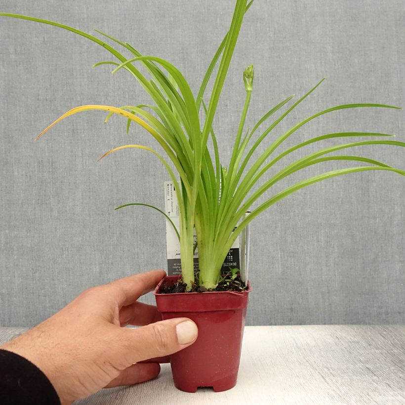 Ejemplar de Hemerocallis Chosen Love Maceta de 8/9 cm entregado en verano