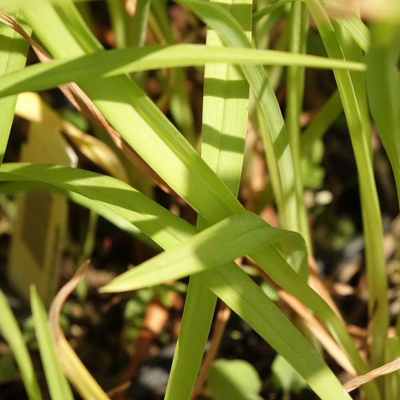 Hemerocallis Corky (Follaje)