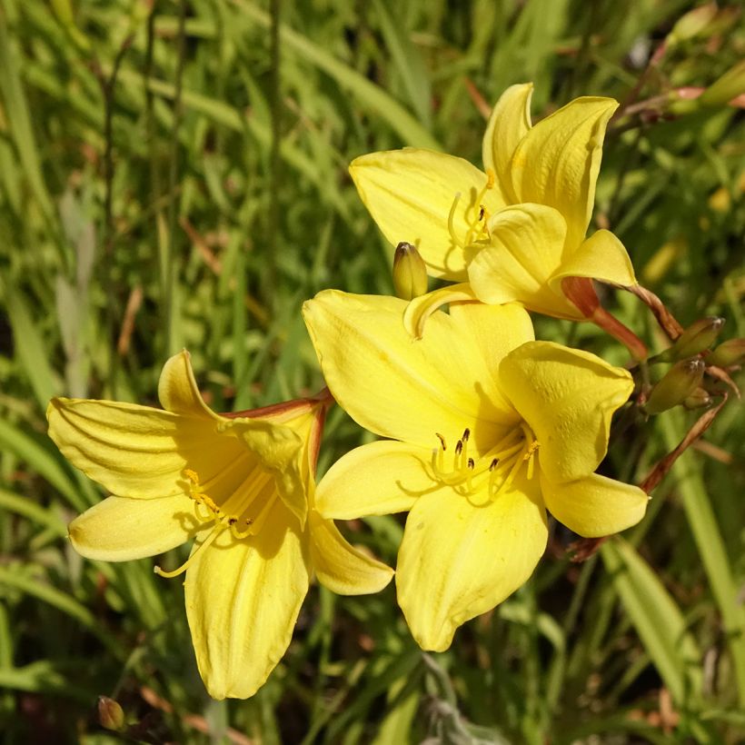 Hemerocallis Corky (Floración)