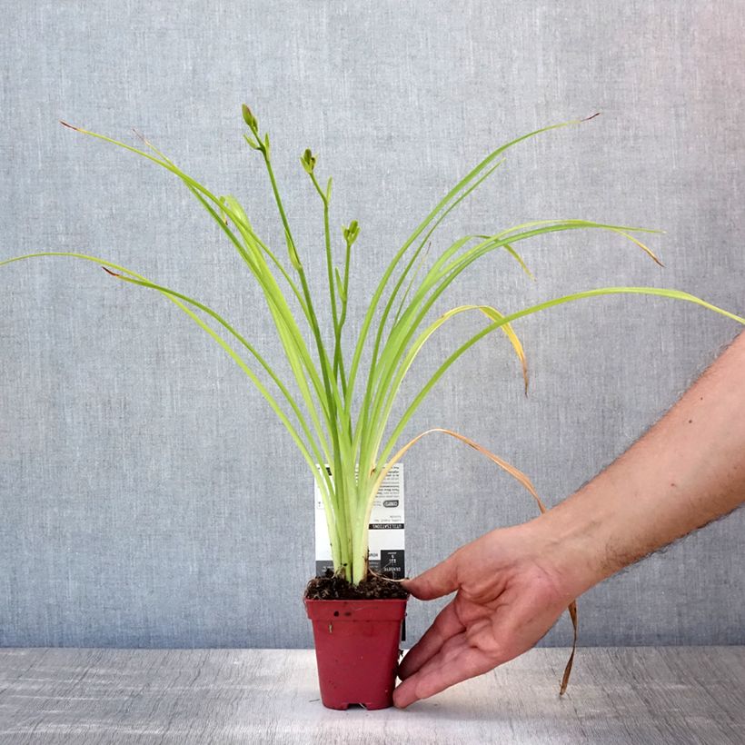Ejemplar de Hemerocallis Crimson Glory Maceta de 8/9 cm entregado en verano