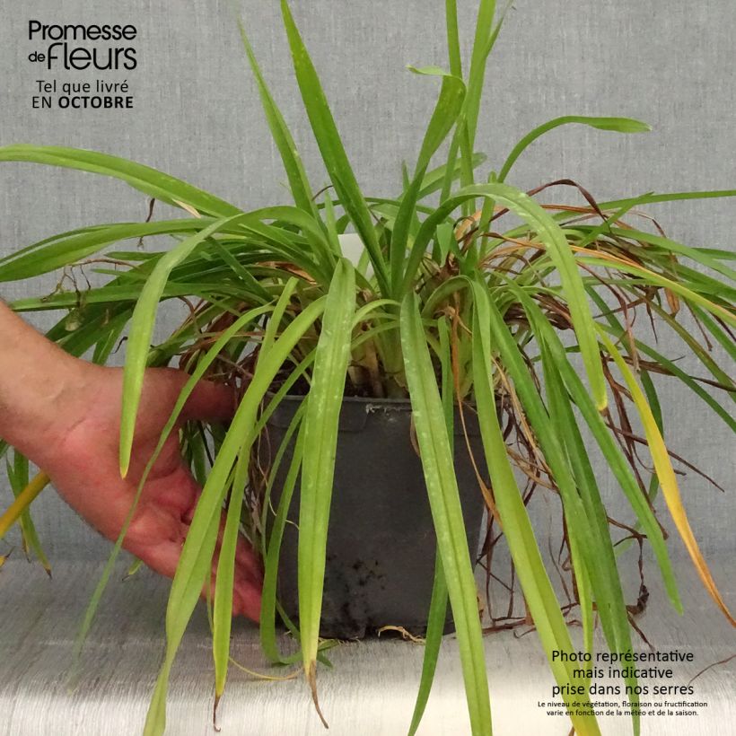 Ejemplar de Hemerocallis Crimson Pirate Maceta 2L/3L entregado en otoño