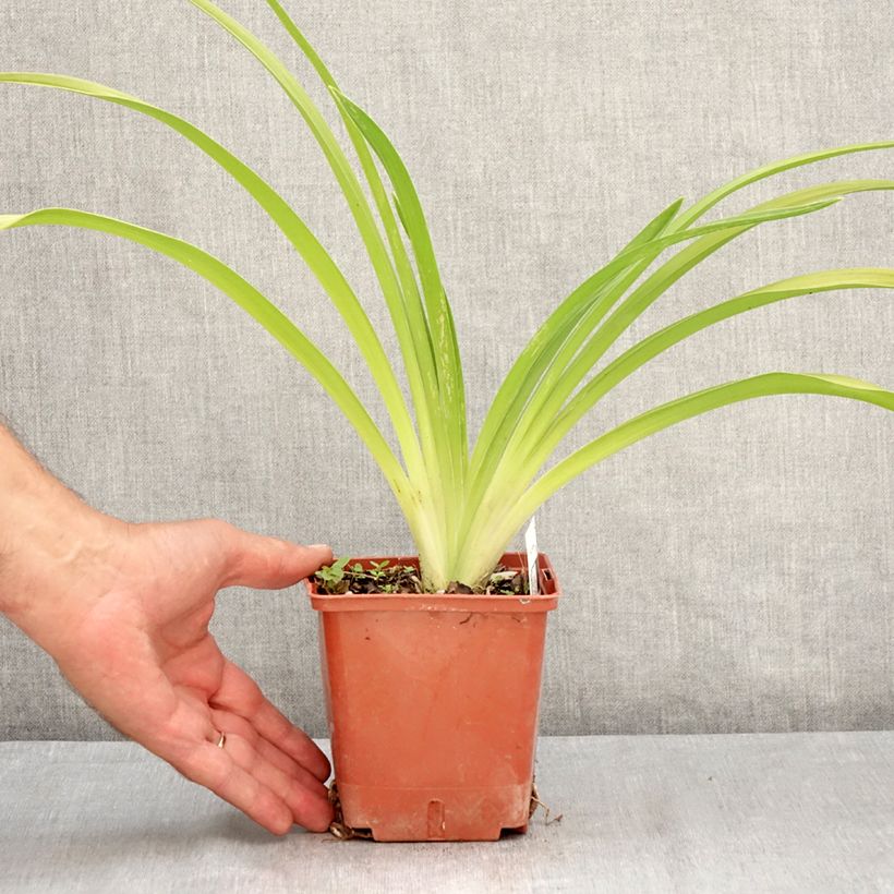 Ejemplar de Hemerocallis Daring Deception Maceta 1L/1,5L entregado en verano