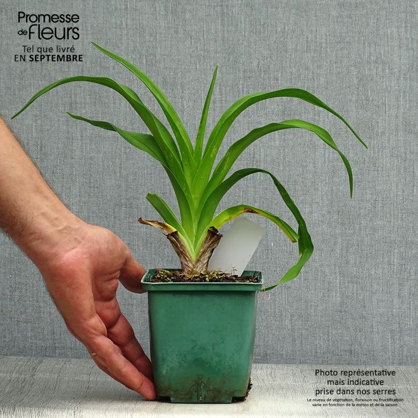 Ejemplar de Hemerocallis Daring Dilemma Maceta 1L/1,5L entregado en otoño