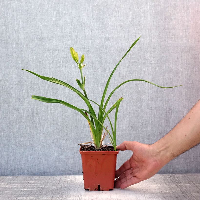Ejemplar de Hemerocallis Destined to See Maceta 1L/1,5L entregado en verano