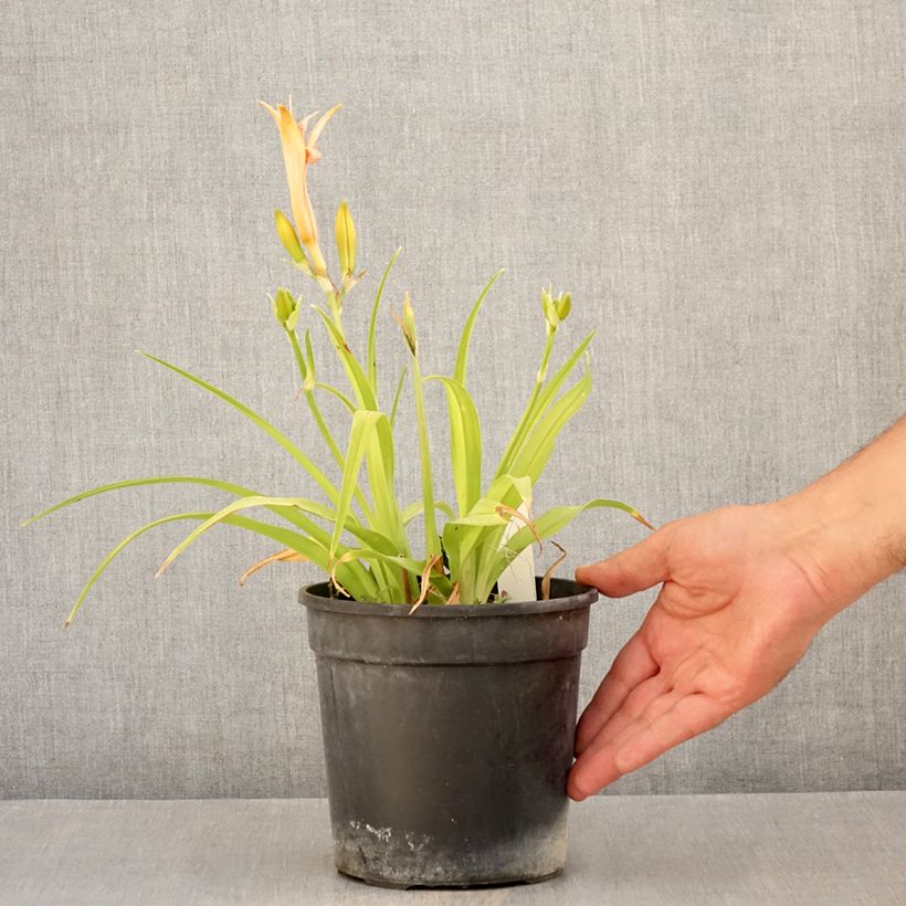Ejemplar de Hemerocallis Double Dream Maceta 2L/3L entregado en verano
