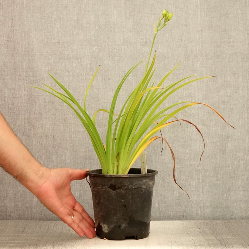 Ejemplar de Hemerocallis Double River Wye Maceta 2L/3L entregado en verano