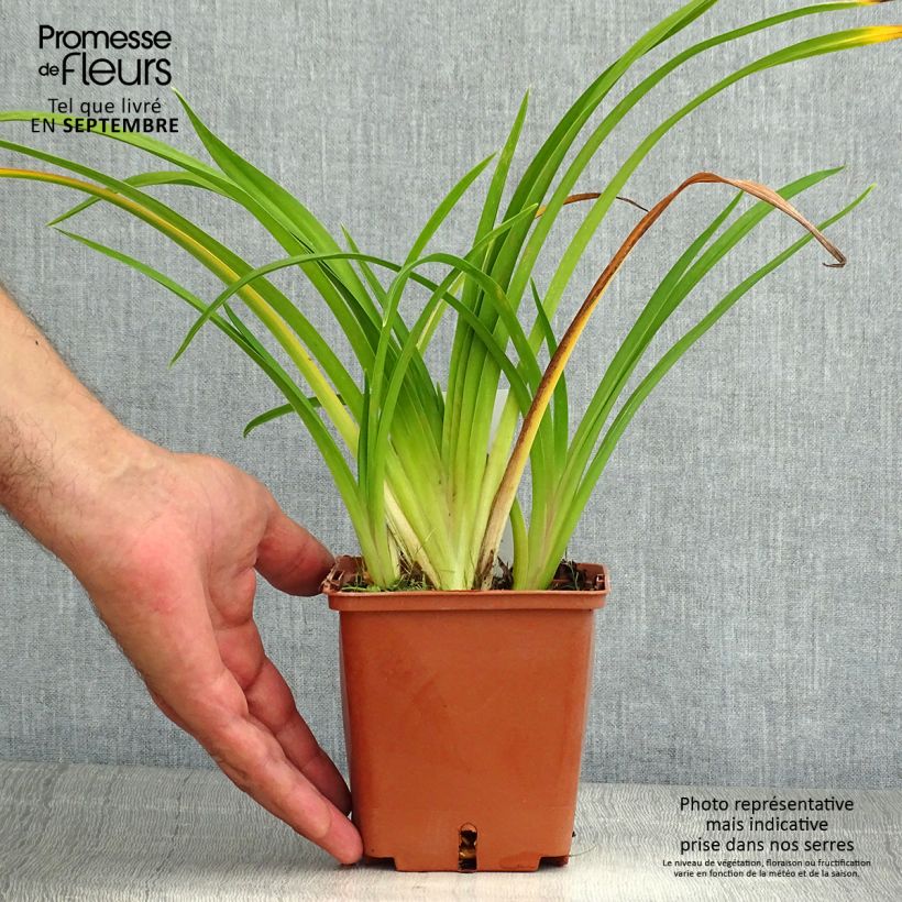 Ejemplar de Hemerocallis Dream Legacy Maceta 1L/1,5L entregado en verano