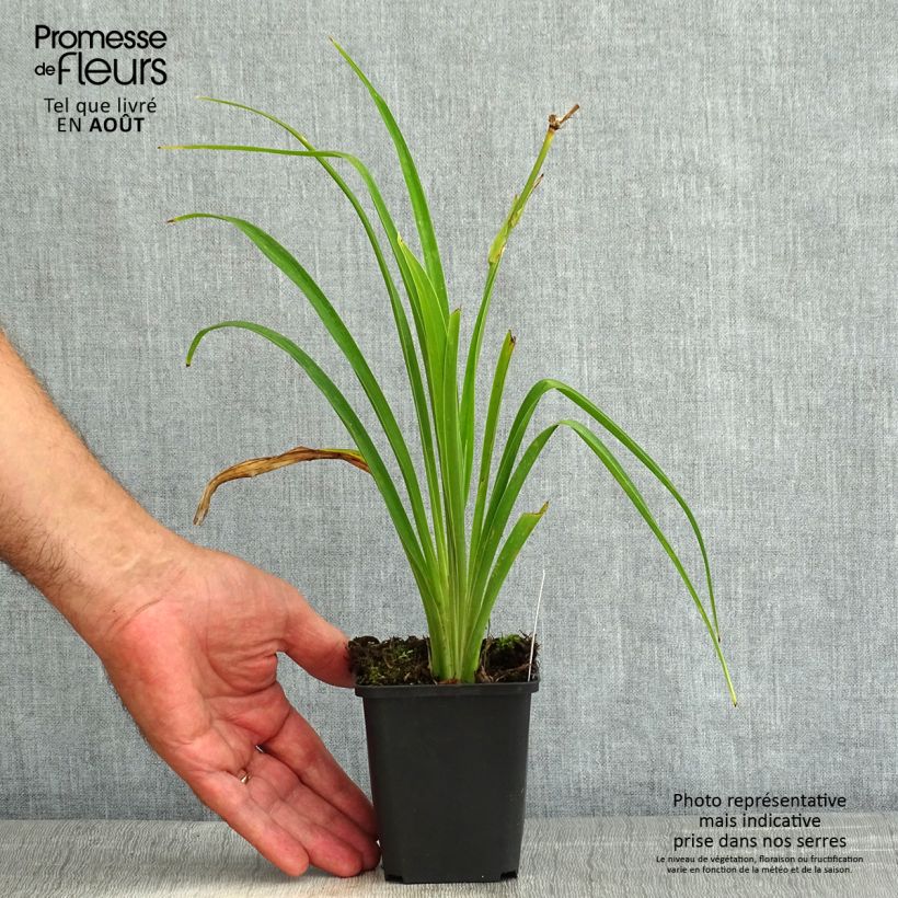 Ejemplar de Hemerocallis Ed Murray Maceta de 8/9 cm entregado en verano
