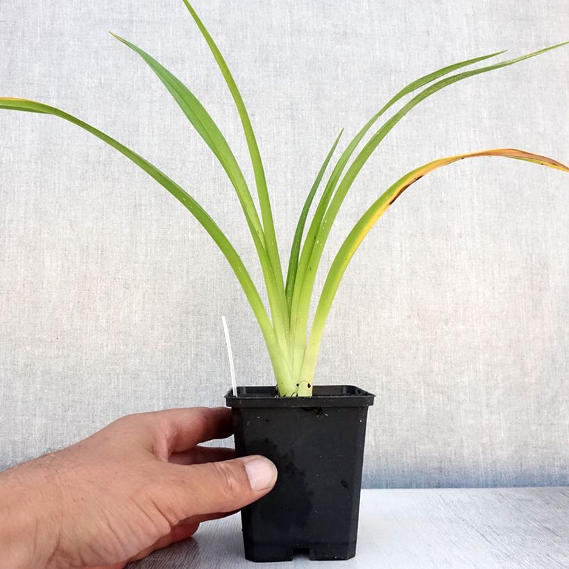 Ejemplar de Hemerocallis El Desperado Maceta de 8/9 cm entregado en verano