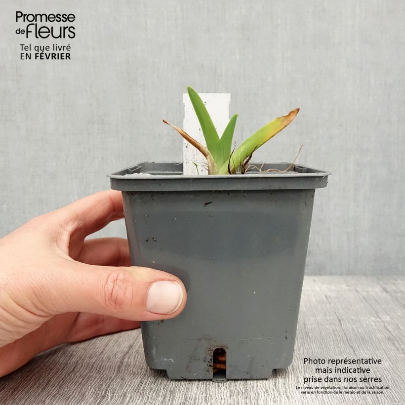 Hemerocallis Enchanted Forest Maceta 1L/1,5L Ejemplar entregado en invierno