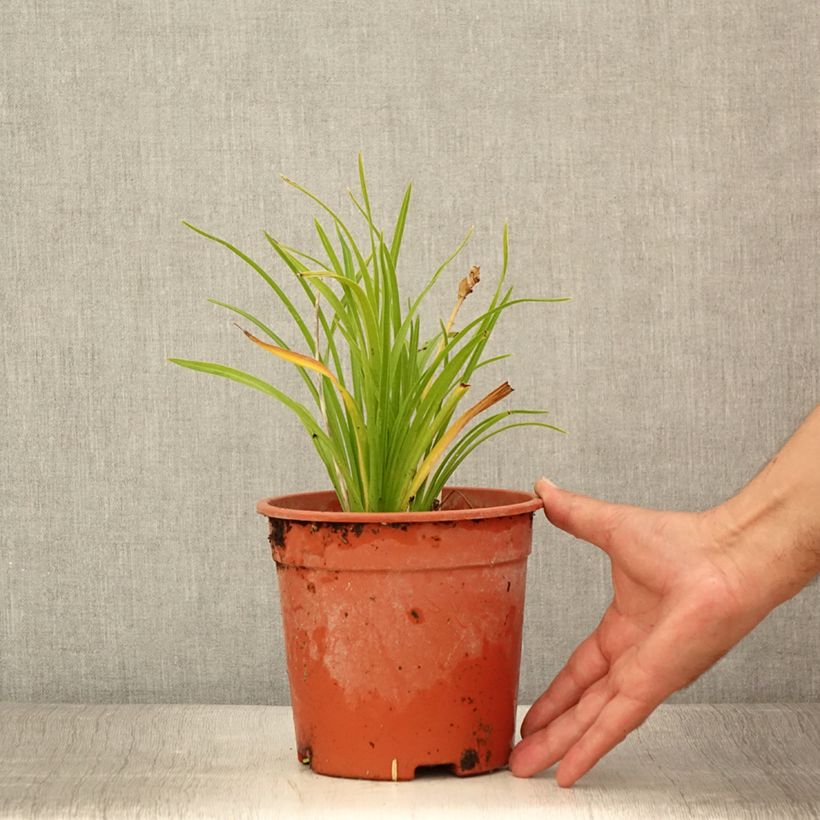 Ejemplar de Hemerocallis Everydaylily Punch Yellow Maceta 2L/3L entregado en verano