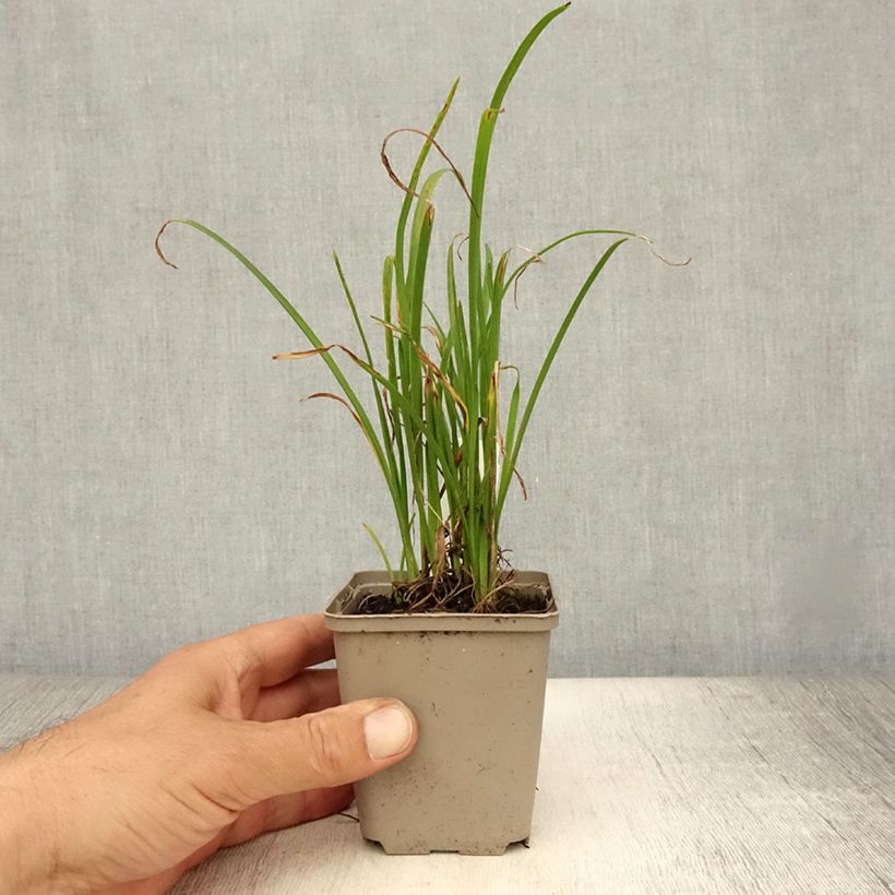 Ejemplar de Hemerocallis Everydaylily Red Ribs Maceta de 8/9 cm entregado en verano