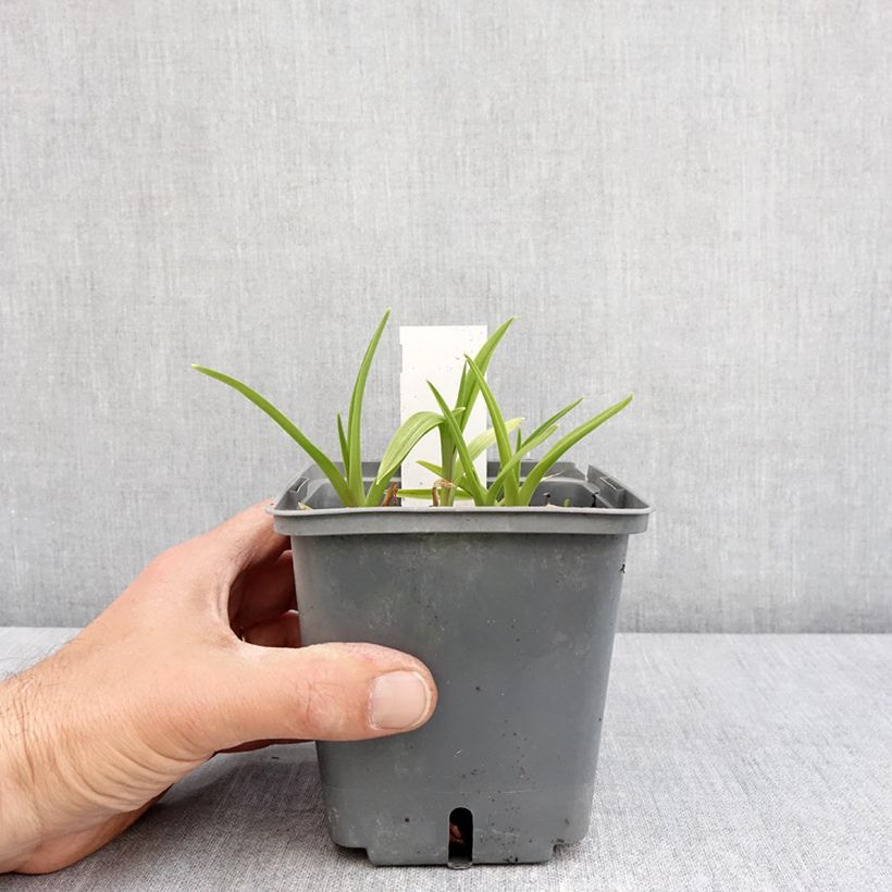 Hemerocallis Exotic Treasure Maceta 1L/1,5L Ejemplar entregado en la primavera