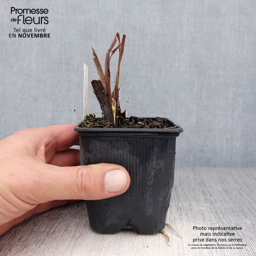 Ejemplar de Hemerocallis Flambeau Maceta de 8/9 cm entregado en otoño