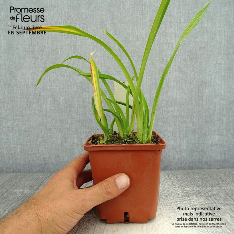 Ejemplar de Hemerocallis Fooled Me Maceta 1L/1,5L entregado en verano