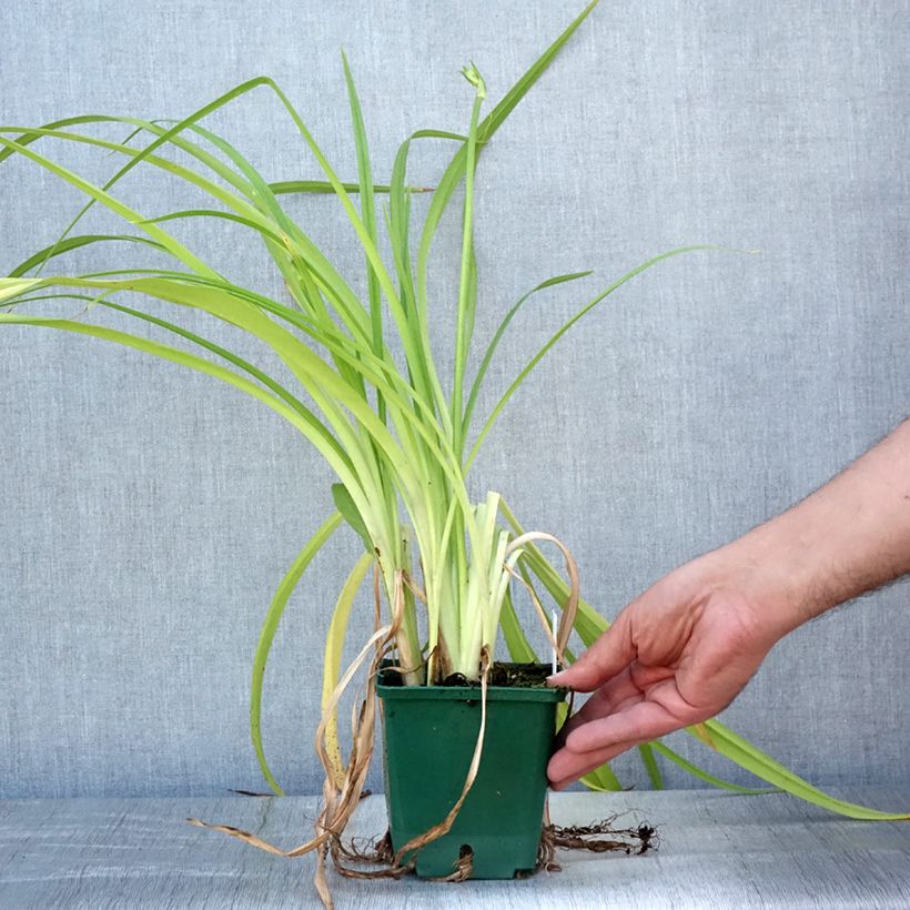 Ejemplar de Hemerocallis Frans Hals Maceta 1L/1,5L entregado en verano