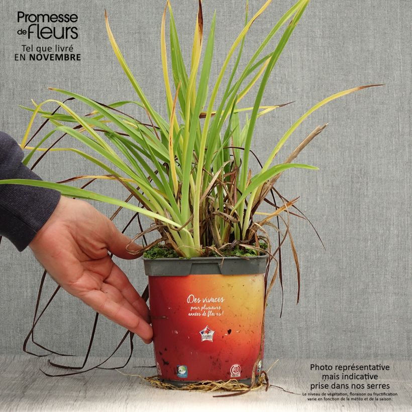 Ejemplar de Hemerocallis Frans Hals Maceta 1L/1,5L entregado en otoño