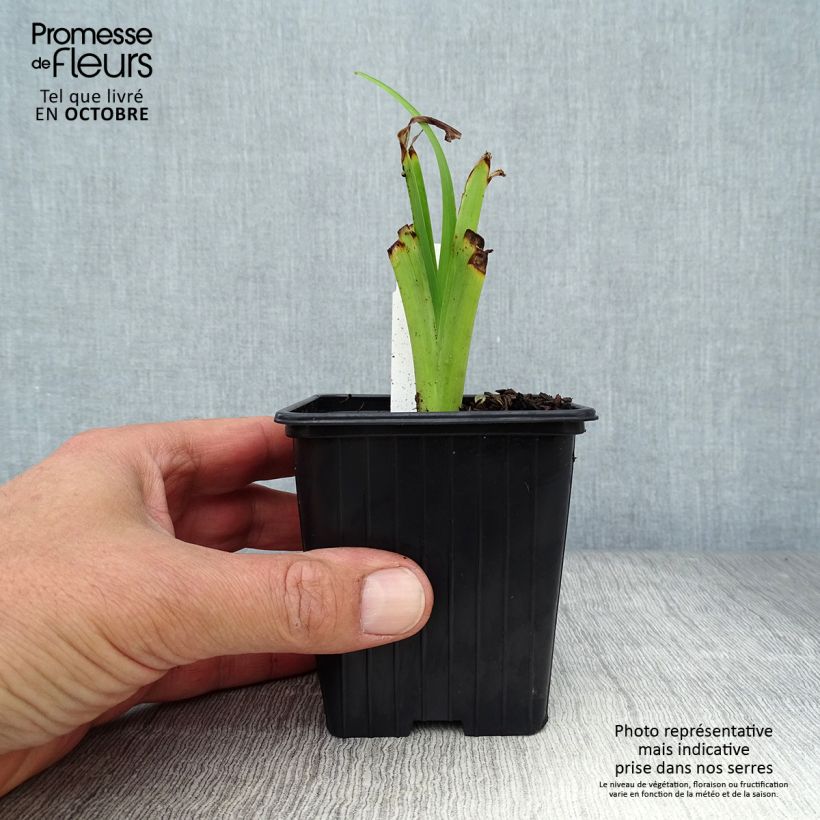 Ejemplar de Hemerocallis fulva Flore Pleno Maceta de 8/9 cm entregado en otoño