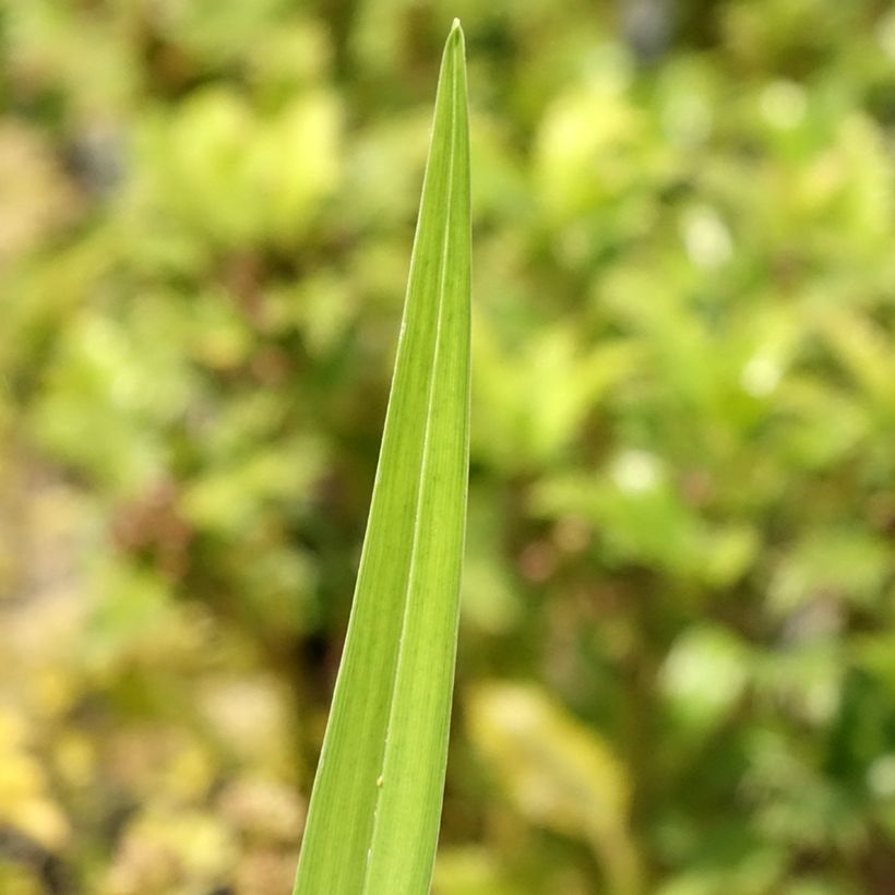 Hemerocallis fulva Flore Pleno (Follaje)