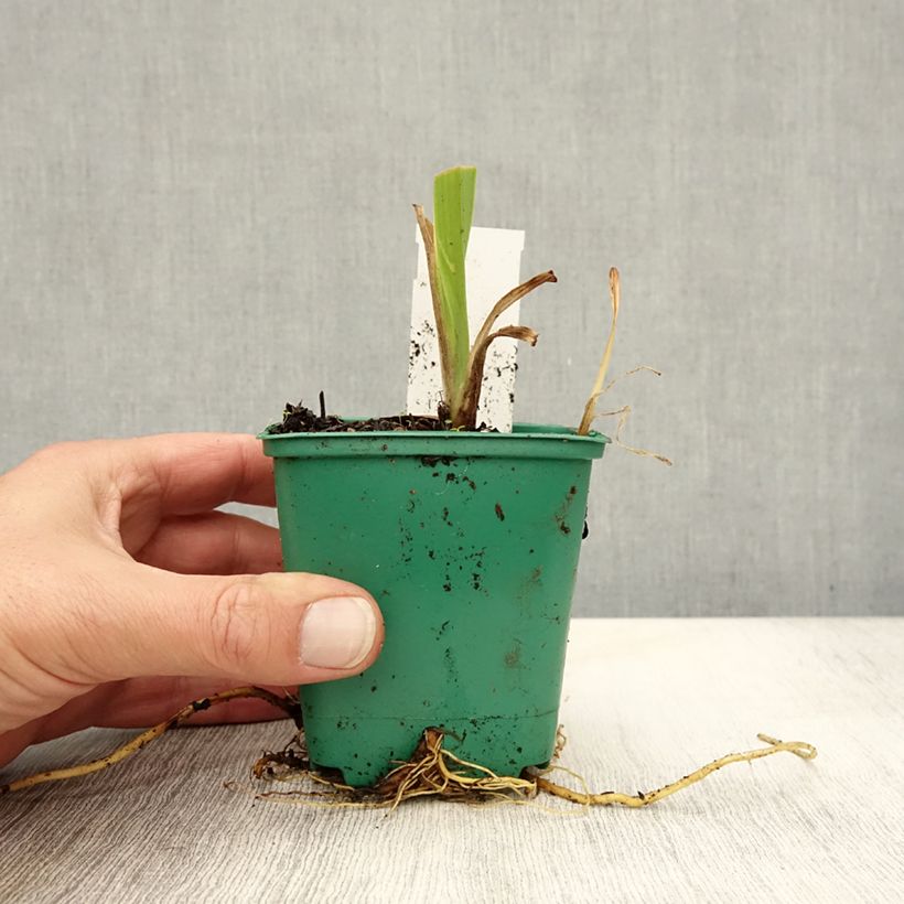 Ejemplar de Hemerocallis fulva Maceta de 8/9 cm entregado en otoño