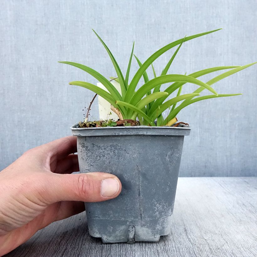 Hemerocallis Graces of Ganymede Maceta 1L/1,5L Ejemplar entregado en la primavera