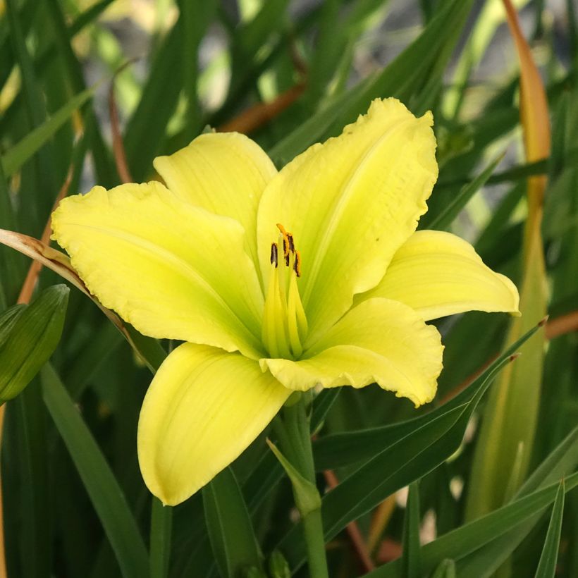 Hemerocallis Green Flutter (Floración)