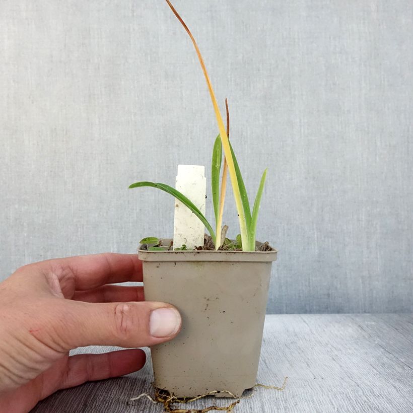 Ejemplar de Hemerocallis Green Flutter Maceta de 8/9 cm entregado en otoño
