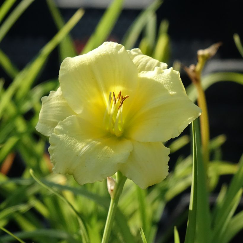 Hemerocallis Happy Returns (Floración)