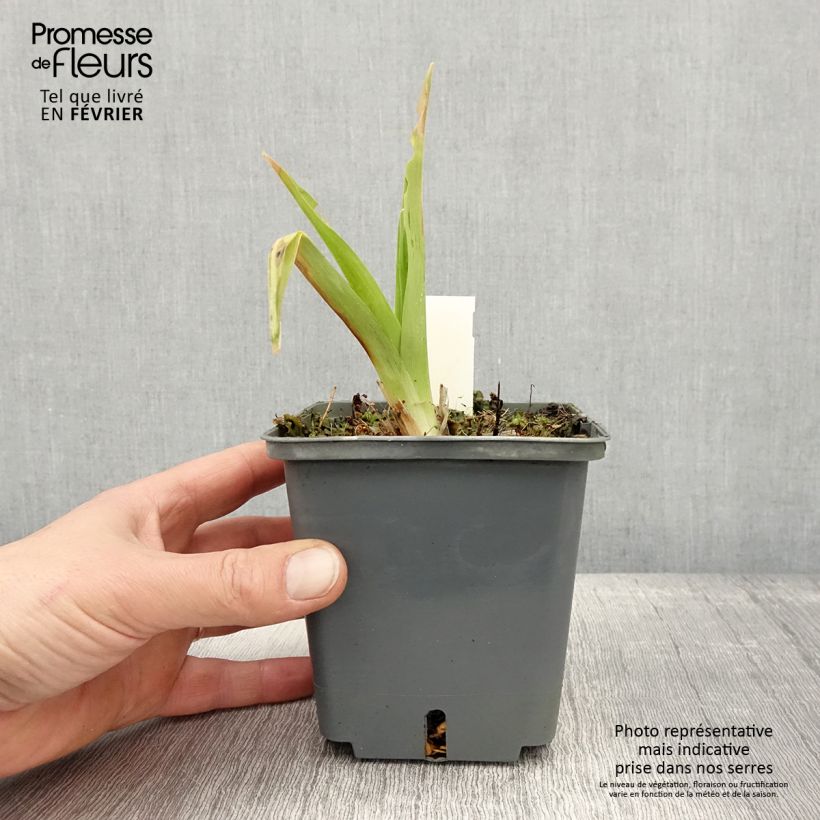 Hemerocallis In Excess Maceta 1L/1,5L Ejemplar entregado en invierno