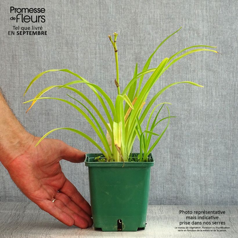 Ejemplar de Hemerocallis Jason Salter Maceta 1L/1,5L entregado en verano