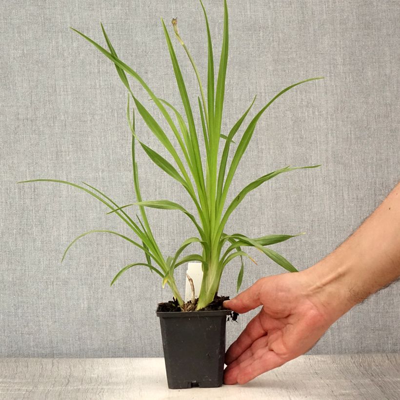 Ejemplar de Hemerocallis lilioasphodelus Maceta de 8/9 cm entregado en verano