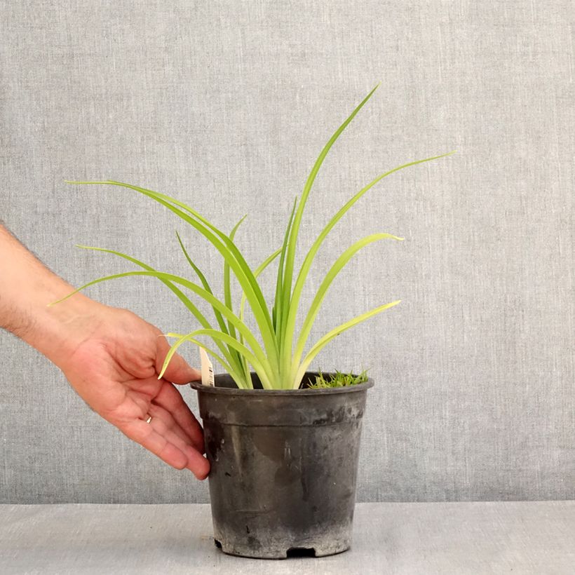 Ejemplar de Hemerocallis Mauna Loa Maceta 2L/3L entregado en verano