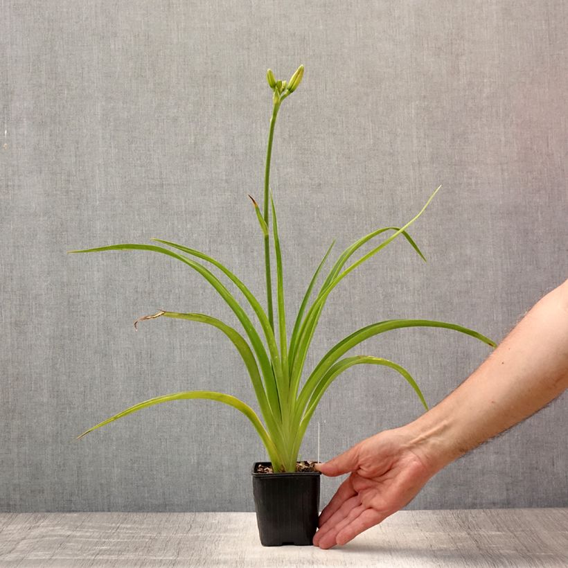Ejemplar de Hemerocallis Mildred Mitchell Maceta de 8/9 cm entregado en verano