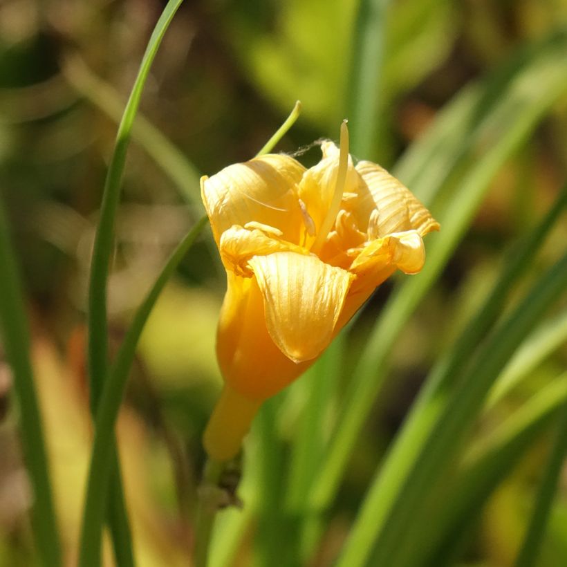 Hemerocallis Mini stella (Floración)
