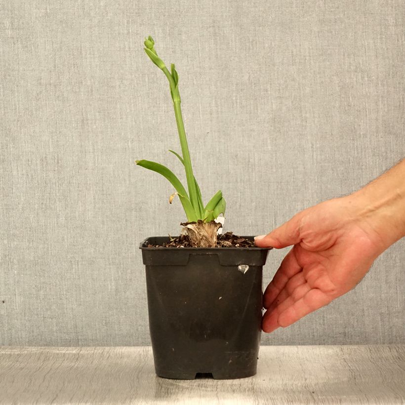 Ejemplar de Hemerocallis Nature's Crown Maceta 1L/1,5L entregado en verano