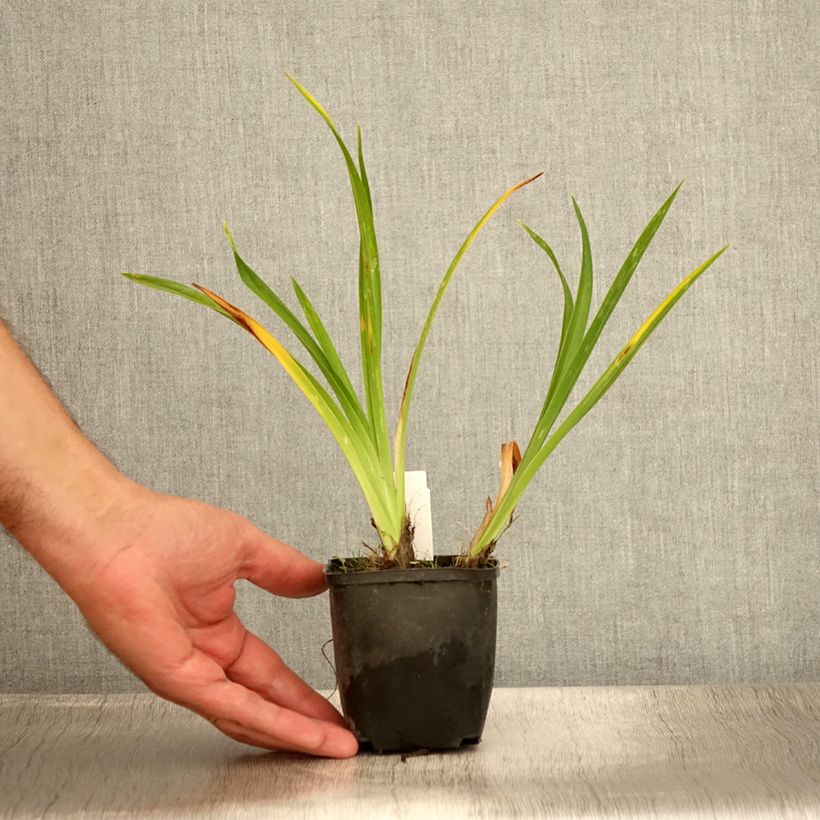Ejemplar de Hemerocallis Olive Bailey Langdon Maceta de 8/9 cm entregado en verano