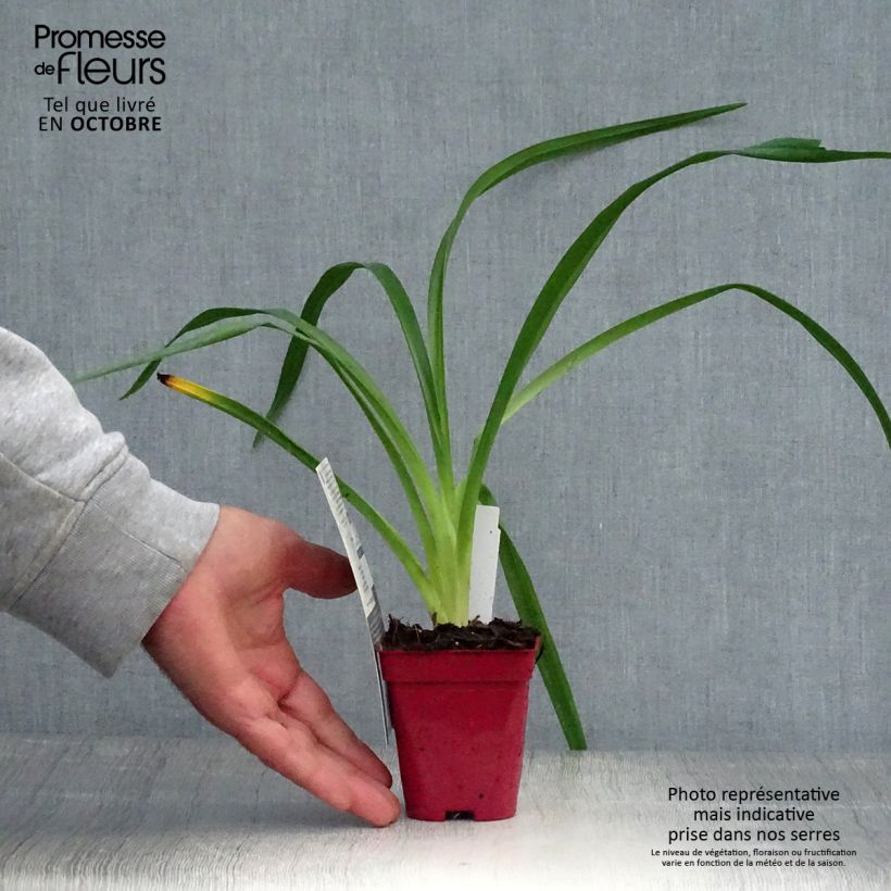 Ejemplar de Hemerocallis Orange Prelude Maceta de 8/9 cm entregado en otoño